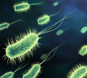 Bacteria Could Power the Future