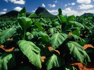 Biofuels from Engineered Tobacco Plants
