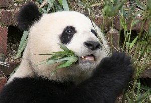 Panda Poop Could be the Key to Cheap and Efficient Biofuel Production