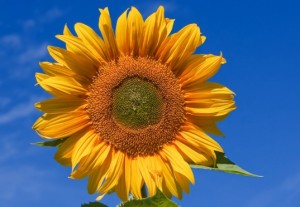MIT Scientists Find Way to Maximize Concentrated Solar Plant Efficacy by Emulating a Sunflower’s Pattern