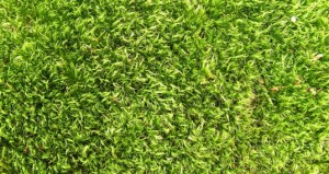 MIT Researchers Find a Way To Make Solar Panels from Grass Clippings